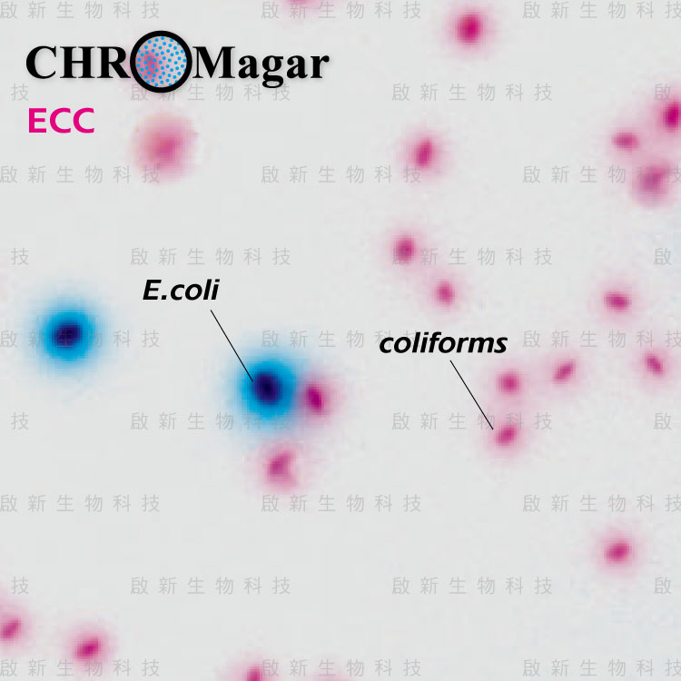 web_ChroMagar_Chromogenic.agar01