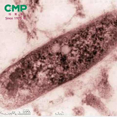 CMP_Tuberculosus_j