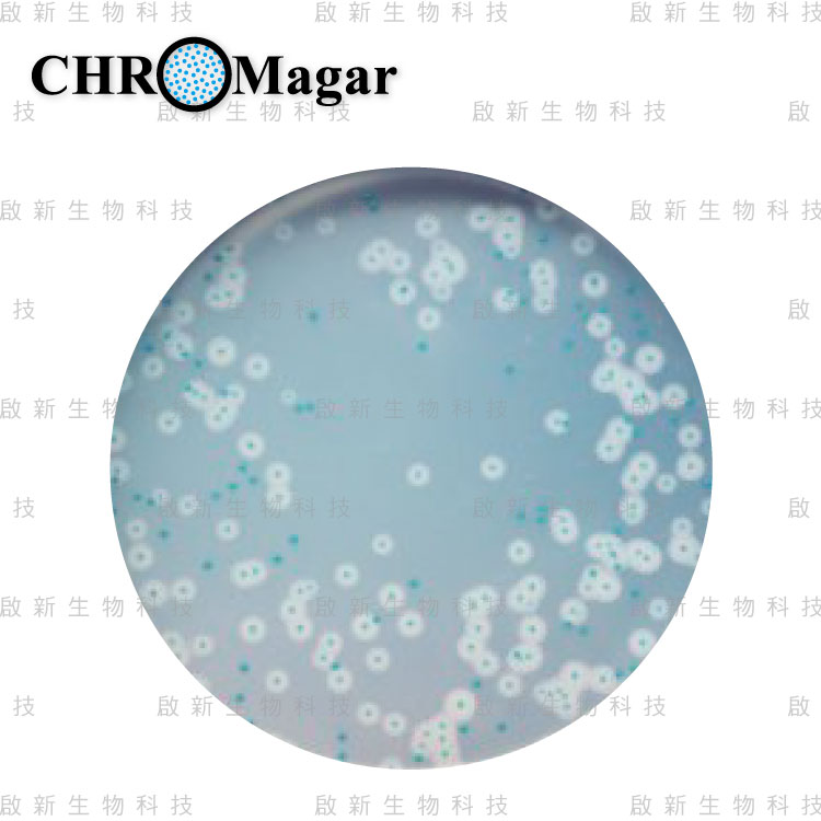 ChroMagar_Listeria